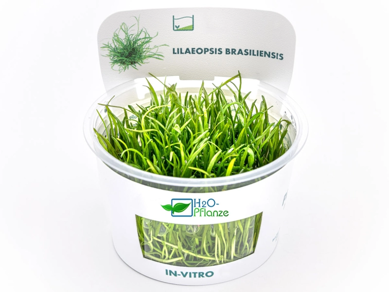 Brasilianische Graspflanze - Lilaeopsis brasiliensis in vitro